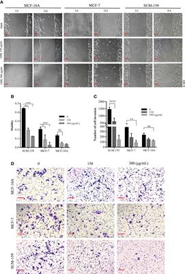 The antihyperlipidemic drug potassium piperonate impairs the migration and tumorigenesis of breast cancer cells via the upregulation of miR-31